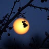 Just Moon