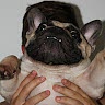 Dale Bonello