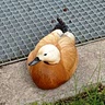 Healthy Duck