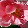 Suzy Smith