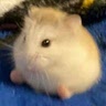 ma