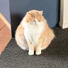 Spam