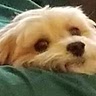Chef Doggapo