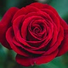 Rose Davis