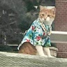 Good Cat