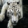 mojoseph9 :p