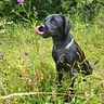 labradorbruce1