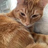 ham