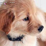 puppy lover846