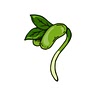 Bean-Sprout