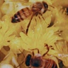 HoneyTea