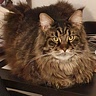 Cloé Jojo
