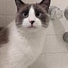 Katiecat