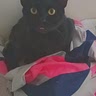 L÷mon Bug
