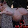 Salami cat