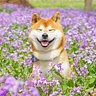 konicheywa