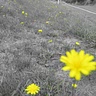 kc's homesteading journey