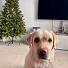 Sergio