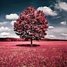 Louve Delenfer