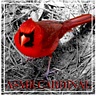 ASMR CARDINAL