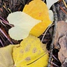 Cheryl Schmalz