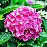 Michele