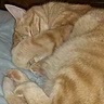 Pan cat