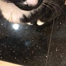 Finn