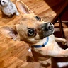 Hank the Cow Dog
