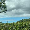 Berry Sky