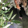 Yulia T