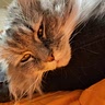 Cat Jayna