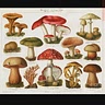 Food mushrooms foraging