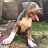 Blisco_the_Blue_XlBully