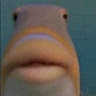 The Staring Fish