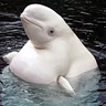 Beluga Whale