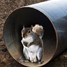 Sewer_Squirrel