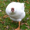 Goose 🦢