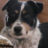 Jekle