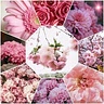 Sumaya C