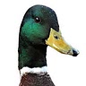 Flying Duck