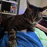 Luna Catena