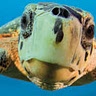 Anonymous Turtle