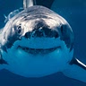 Sharkynumnum