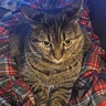 Eli