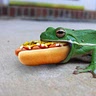 Bongo