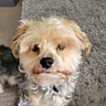 Bert Monty