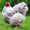 SnooChicken