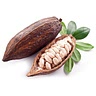 15 fresh cacao pods