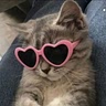 Cooking kitten